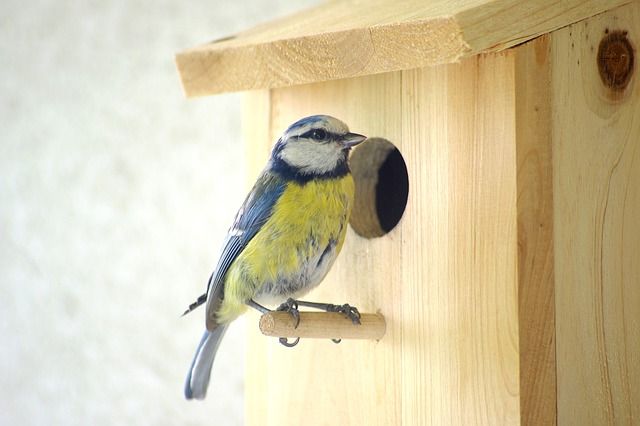 Nichoir pour Oiseaux,Nichoir pour Oiseaux en Bois,Boîte Nid pour