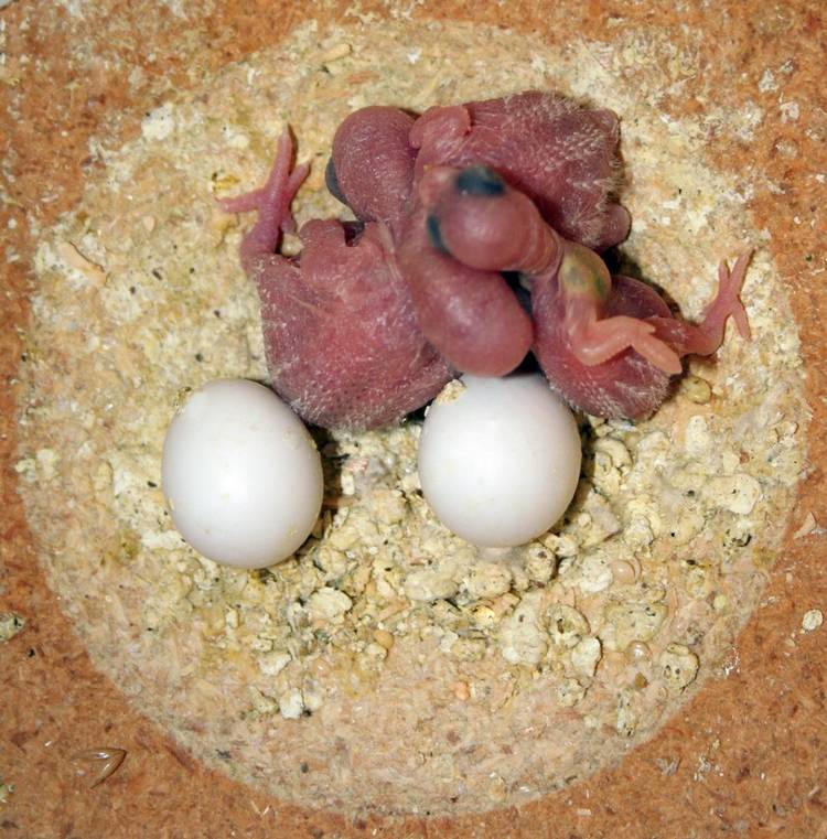 Bébés perruches ondulées