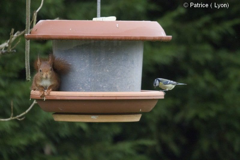 Écureuil roux et mésange bleue
