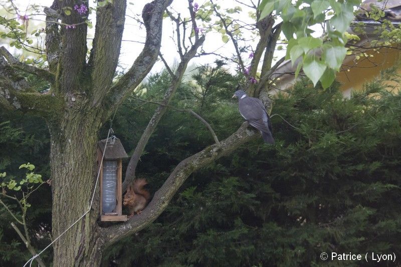 Ecureuil roux et pigeon ramier
