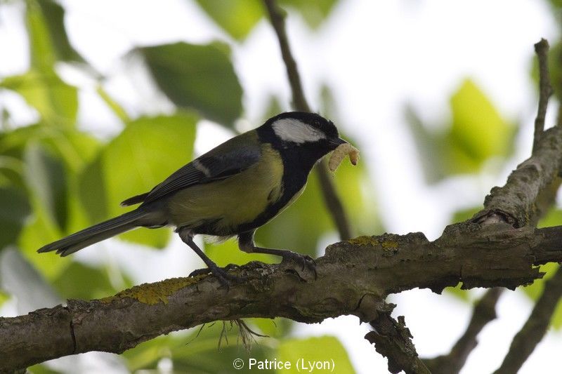 Mésange charbonnière et teigne de ruche
