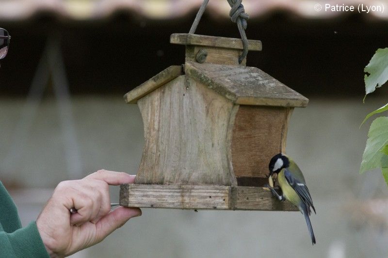 Mésange charbonnière à la mangeoire