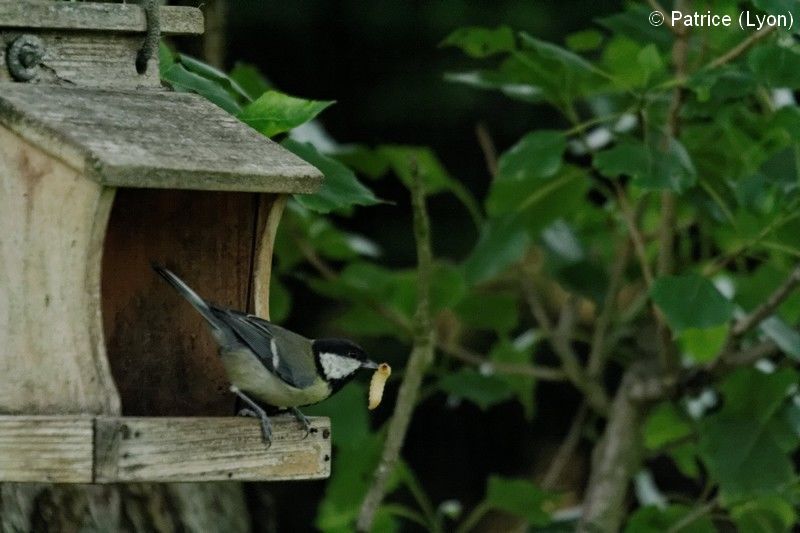 Mésange Nichoir