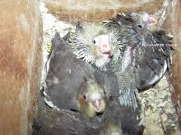 19 bébés types sauvages