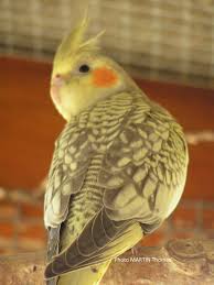 25 perruche calopsitte
