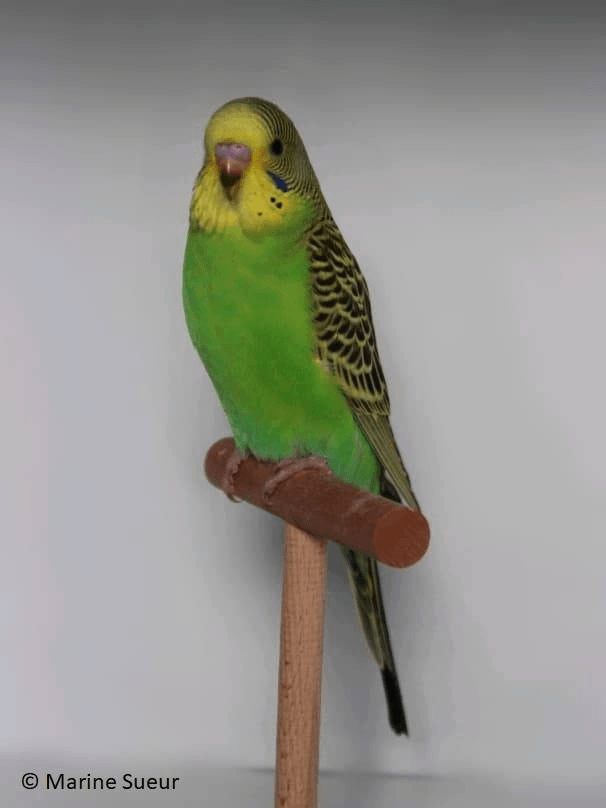 Perruche ondulée phénotype sauvage femelle