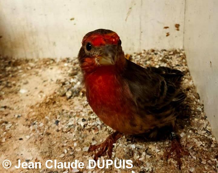 Roselin Mexique mutation rouge 2