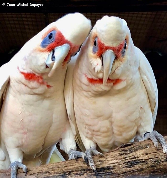 cacatoes nasique