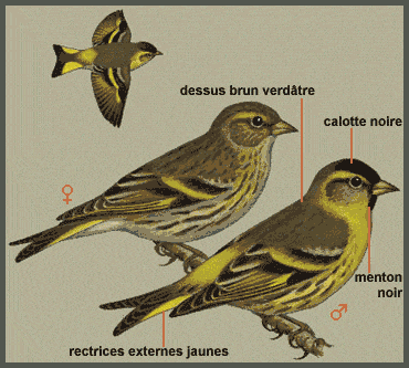 Dimorphisme sexuel tarin des aulnes