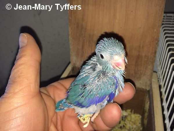 Toui Celeste Jeune mutation Cobalt JM Tyffers