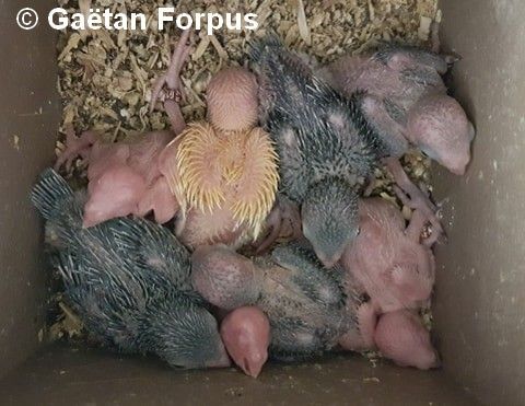 Toui Celeste jeunes 20 jours au nid Gaétan Forpus