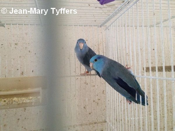Toui Cobalt Bleu Cage JM Tyffers
