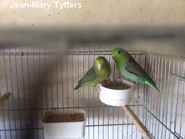 Toui couple TS Cage JM Tyffers