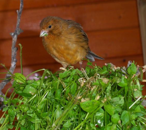 Canaris mangeant du mouron blanc