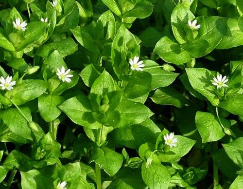 Mouron blanc en fleur