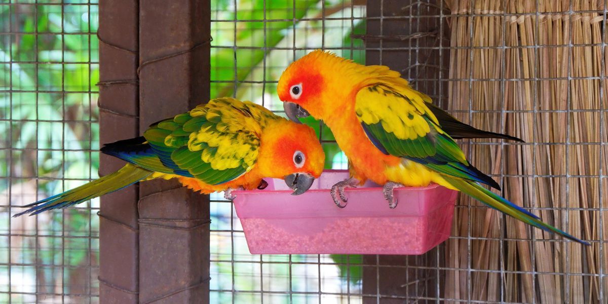 oiseaux mangeant des graines