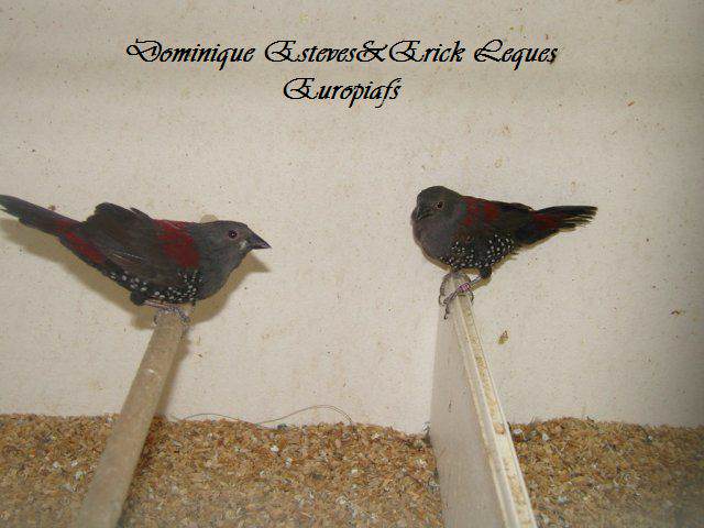 Couple d'Astrild de Dybowski