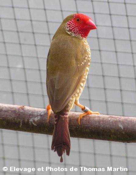 Ruficauda tête rouge