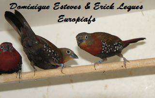 Femelles Sénégalis enflammés.