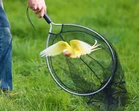 Épuisette de capture oiseaux