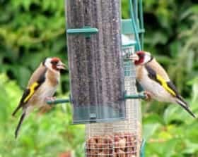 Nourriture oiseaux de la nature