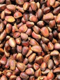 noix de cèdre pour perroquets
