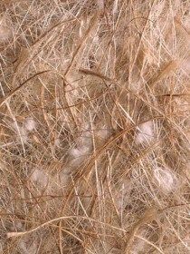 bourre nid à base de  coco sisal et  jute coton