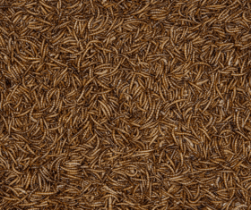 Vadigran vers de farine séchés