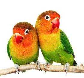 Nid bois pour inséparables