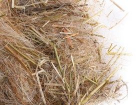 Bourre nid naturel pour oiseau