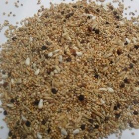 graines pour agapornis inséparables