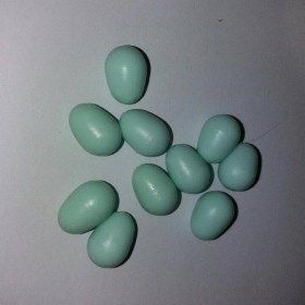 oeufs canaris