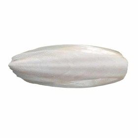 Os de seiche grande taille