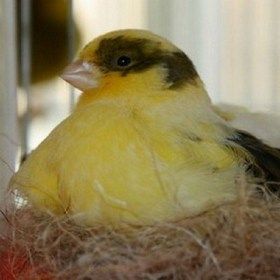 femelle border sur nid