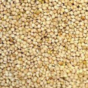 millet rond blanc