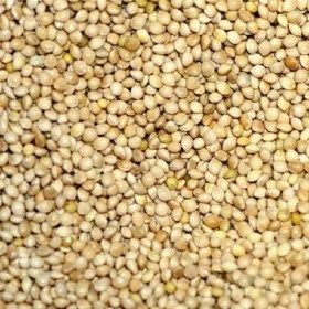 Paradisio - Millet Jaune en Grappes pour Oiseaux - 1Kg