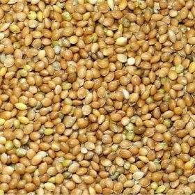 millet jaune