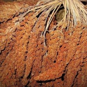 millet rouge en grappe