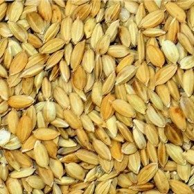 Riz paddy pour mandingue et perruche