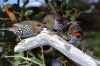 Elevage des oiseaux exotiques