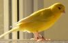Elevage du Canari