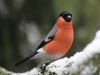 Elevage des oiseaux indigènes
