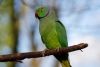 Elevage des oiseaux à bec crochu