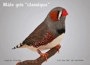 PRÉSENTATION DU DIAMANT MANDARIN