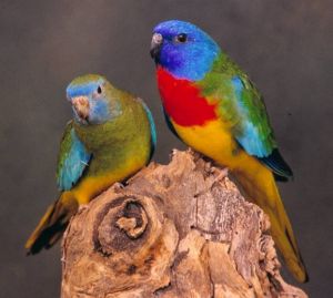 Couple Perruche Splendide