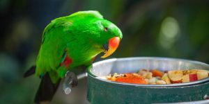 Pourquoi donner des compléments alimentaires à vos oiseaux ?