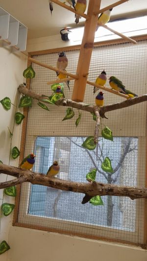 Partie 2- L&#039;Habitat du diamant de gould