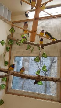 Partie 2- L&#039;Habitat du diamant de gould
