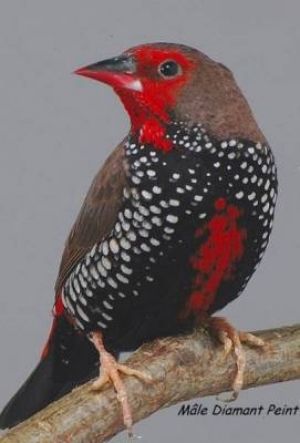 LE DIAMANT PEINT OU EMBLEIME PEINT