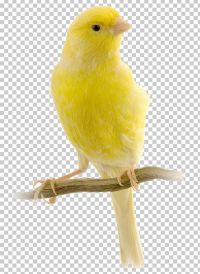 LE CANARI DU HARZ